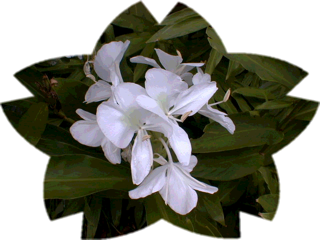 ���䓇�̃����ł�