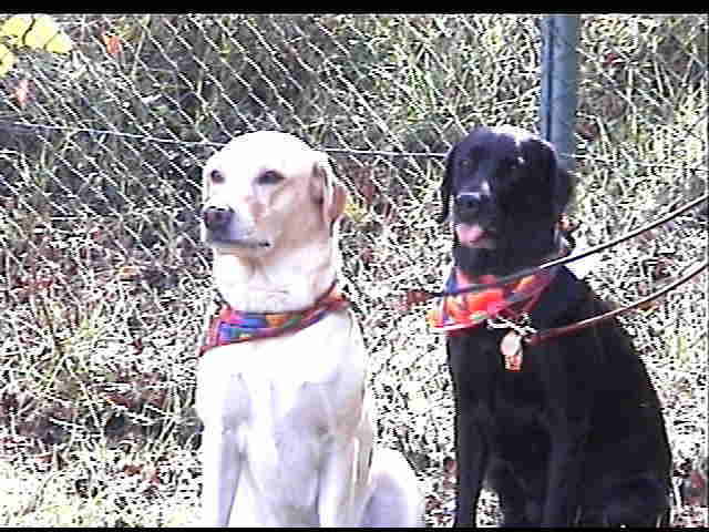 �����܂��̃}���G�����G���[