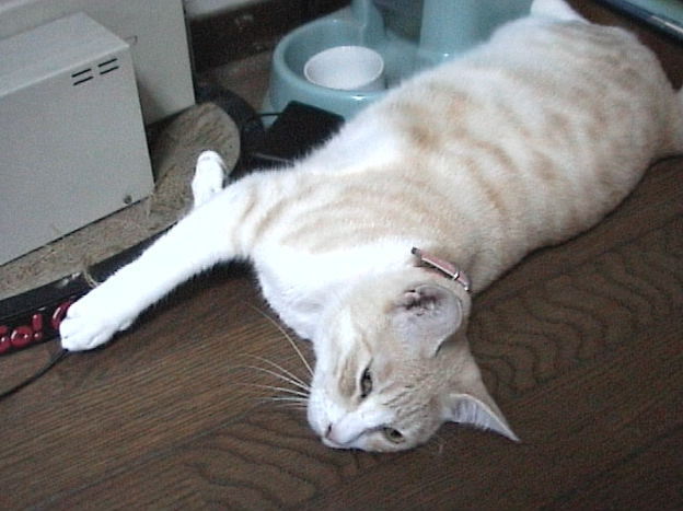 �X�~���̂����Q