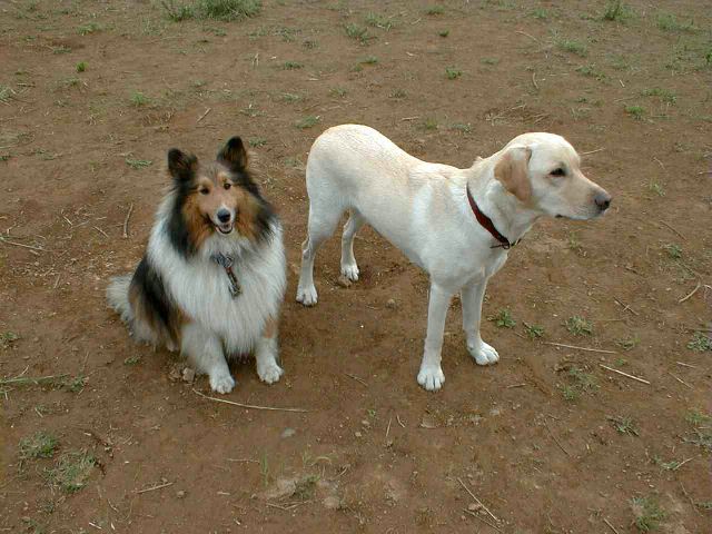 �p�s�[�����ƃG���[