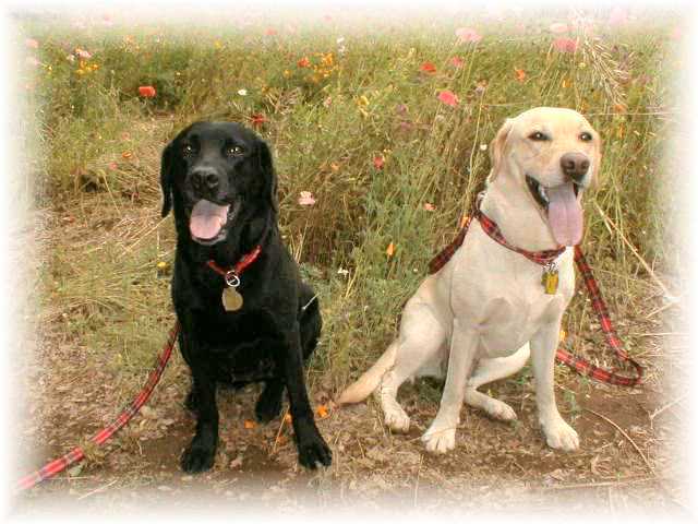 ��X�،����̃R�X���X���o�b�N�ɂ����}���G���ƃG���[