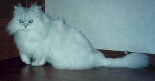 2001pel11.jpg (11783 �o�C�g)