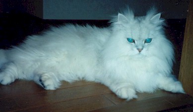 2001pel12.jpg (20348 �o�C�g)