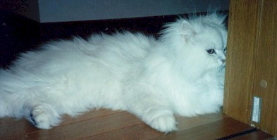 2001pel13.jpg (18490 �o�C�g)