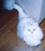 2001pel14.jpg (11933 �o�C�g)