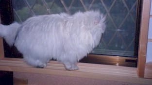 2001pel17.jpg (14002 �o�C�g)