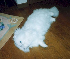 2001pel2.jpg (17637 �o�C�g)