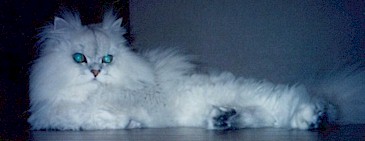 2001pel3.jpg (13971 �o�C�g)