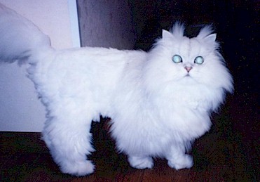 2001pel4.jpg (27251 �o�C�g)