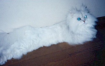 2001pel5.jpg (18181 �o�C�g)