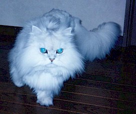 2001pel6.jpg (20355 �o�C�g)