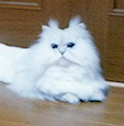 2001pel7.jpg (6298 �o�C�g)