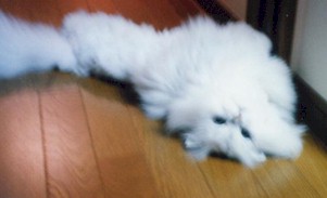 2001pel8.jpg (12288 �o�C�g)