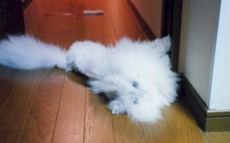 2001pel9.jpg (15800 �o�C�g)