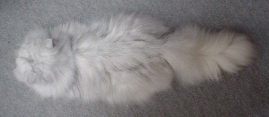 DSC00140.jpg (32695 バイト)