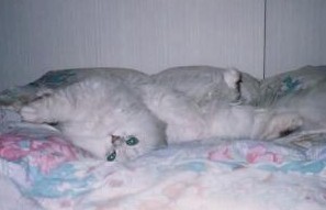 pel2 (12171 �o�C�g)