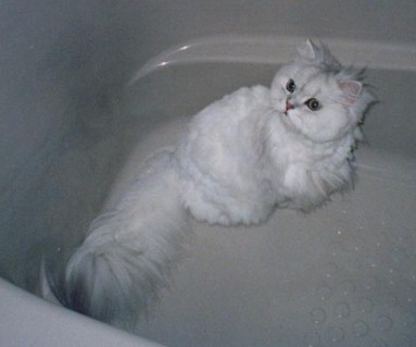 pel200181.jpg (20224 �o�C�g)