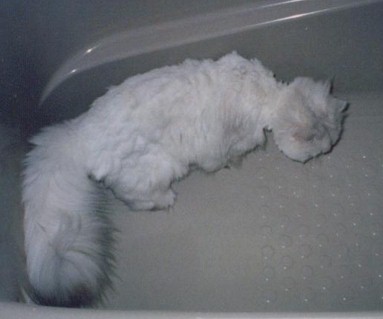 pel200182.jpg (21556 �o�C�g)