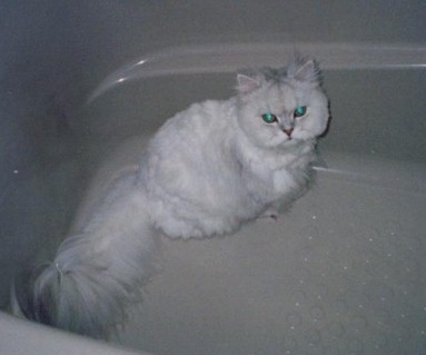 pel200183.jpg (19846 �o�C�g)