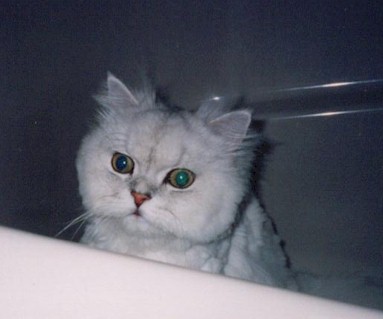 pel200184.jpg (22372 �o�C�g)