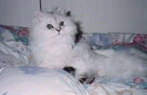 pel3 (13341 �o�C�g)