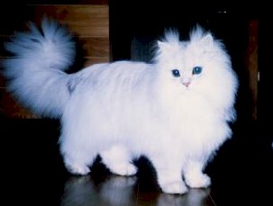 pel4 (13592 �o�C�g)