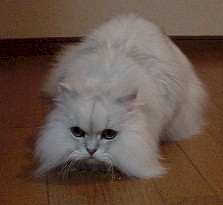 pel7-5.jpg (12417 �o�C�g)