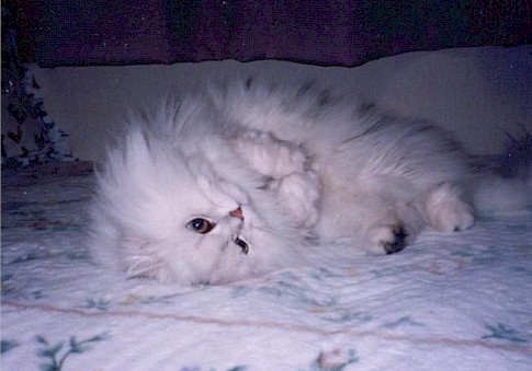 pelbed.jpg (44149 �o�C�g)