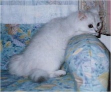 pelmanga1 (12792 �o�C�g)