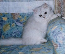 pelmanga2 (13471 �o�C�g)