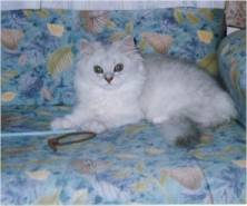 pelmanga3 (13862 �o�C�g)