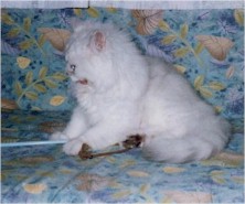 pelmanga4 (14204 �o�C�g)