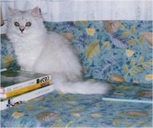 pelmanga5 (14609 �o�C�g)