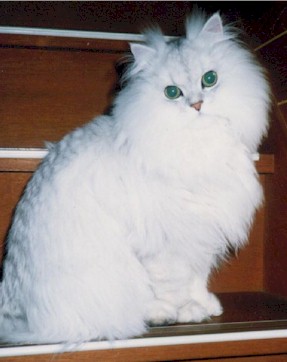 peltop (23831 �o�C�g)