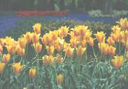 �`���[���b�v