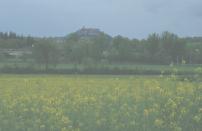 �؂̉Ԕ��ƃR���h