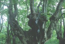 �����肱�剤