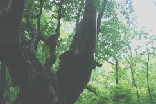 �����肱�剤