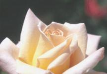 �T�}�[�h���[��