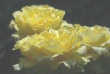 �S�[���f�����_�C����