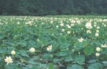 �ԃn�X����