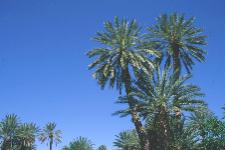 �I�A�V�X�̃i�c�����V