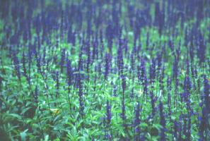 ���x���_�[