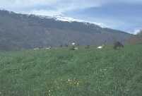 ���O��̖q��