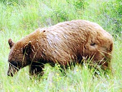 Brown Black Bear by Redrock Hwy., Waterton