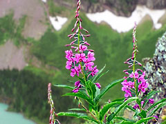 Fireweed by Grinnell Glacier Trail