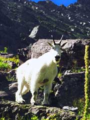 Mountain Goat near Lake Ellen Wilson, Gunsight Pass Trail
