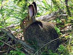 Snowshoe Hare on Mt.Brown L.O. Trail