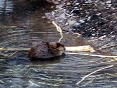 A Young Beaver showed up in Lower McDonald Creek, Apgar