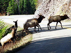 A herd of Elk is crossing GTTS